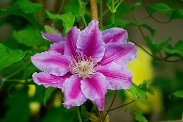 Clematis That Bloom All Summer