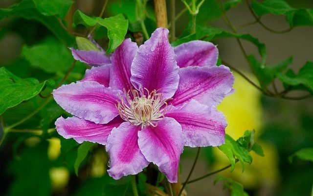 Clematis That Bloom All Summer