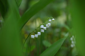 Comment acheter des fleurs en gros