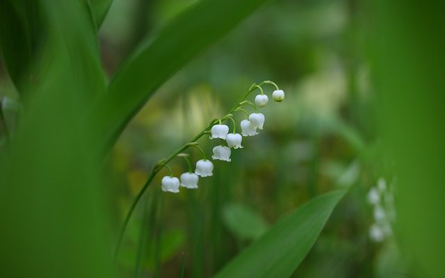 Comment acheter des fleurs en gros