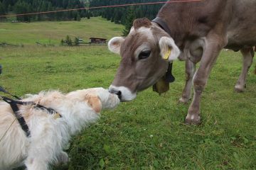 Comment arrêter de sauter le chien