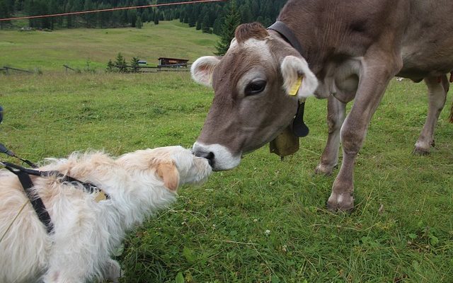 Comment arrêter de sauter le chien