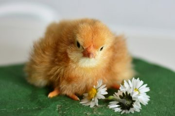 Comment congeler des gâteries au poulet séché au congélateur