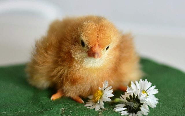 Comment congeler des gâteries au poulet séché au congélateur