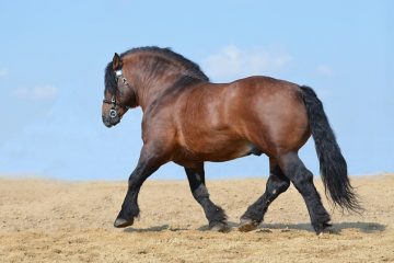 Comment construire les muscles de la poitrine d'un cheval ?