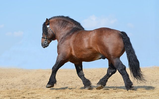 Comment construire les muscles de la poitrine d'un cheval ?