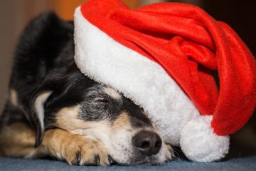 Comment créer un fauteuil roulant pour chien