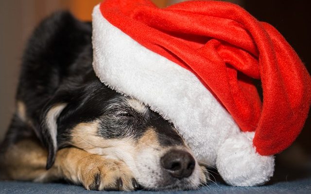 Comment créer un fauteuil roulant pour chien