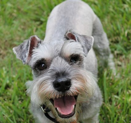 Comment dessiner des mini schnauzers de dessins animés étape par étape.