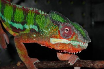 Comment dire le sexe d'un caméléon