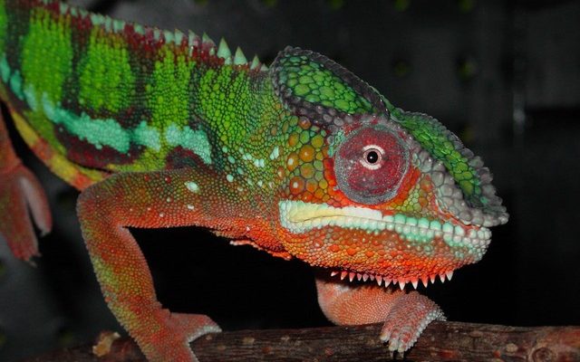 Comment dire le sexe d'un caméléon