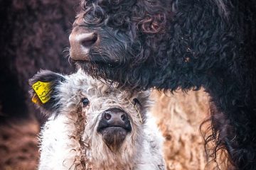 Comment éliminer l'urine de chien du gazon en plaques