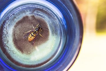 Comment éloigner les guêpes à l'extérieur