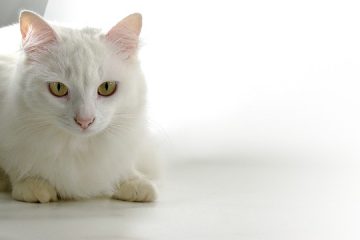 Comment empêcher les chats de lécher leur fourrure ?