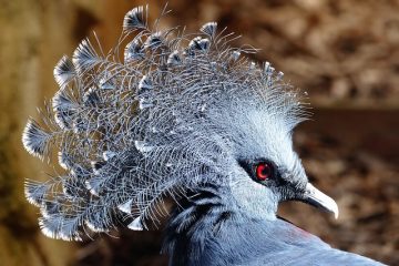 Comment empêcher les pigeons de nicher sur un toit