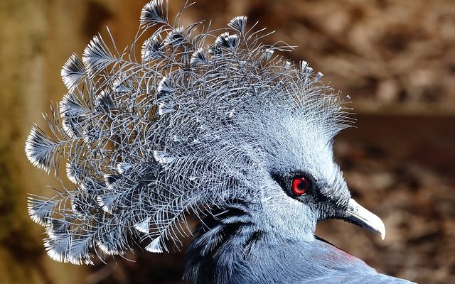 Comment empêcher les pigeons de nicher sur un toit