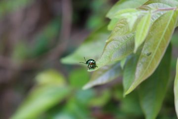 Comment empêcher les punaises de manger de la glycine