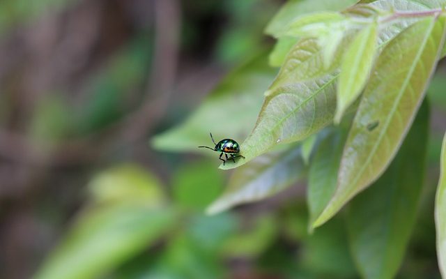 Comment empêcher les punaises de manger de la glycine