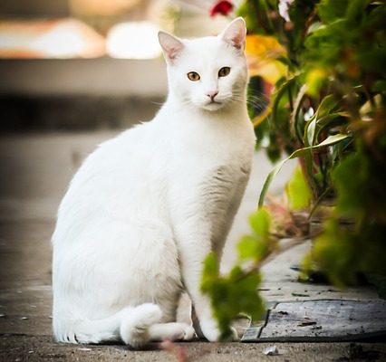 Comment enlever les poils de chat de vos yeux