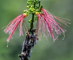 Comment faire des orchidées en soie