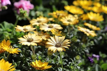 Comment faire pousser de l'herbe de bermuda à partir de semences