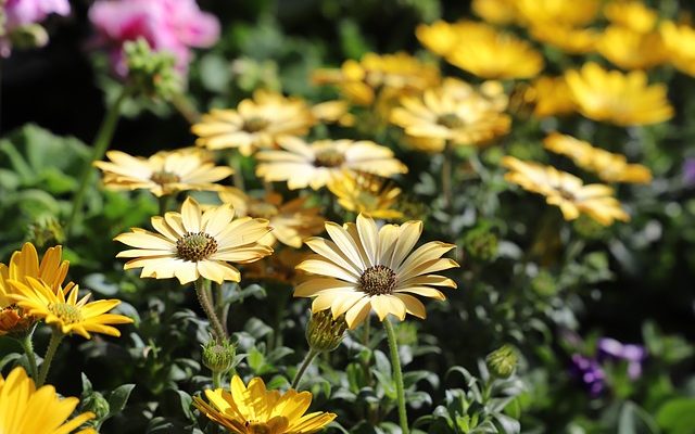 Comment faire pousser de l'herbe de bermuda à partir de semences