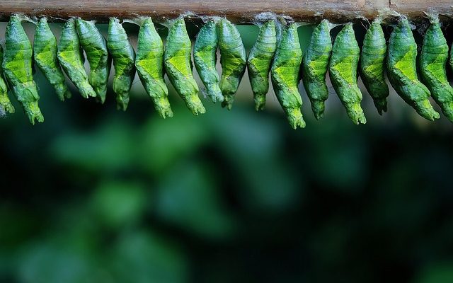 Comment identifier les mites des vêtements