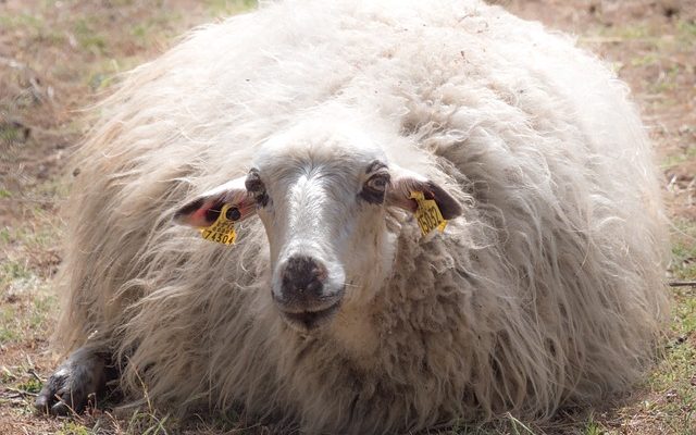 Comment laver la laine mérinos