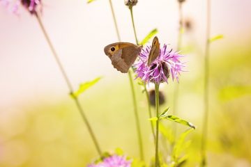 Comment lisser une perruque en arrière