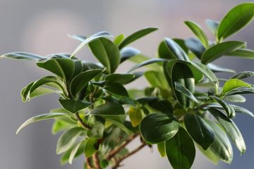 Comment prendre soin des arbres Ficus variés