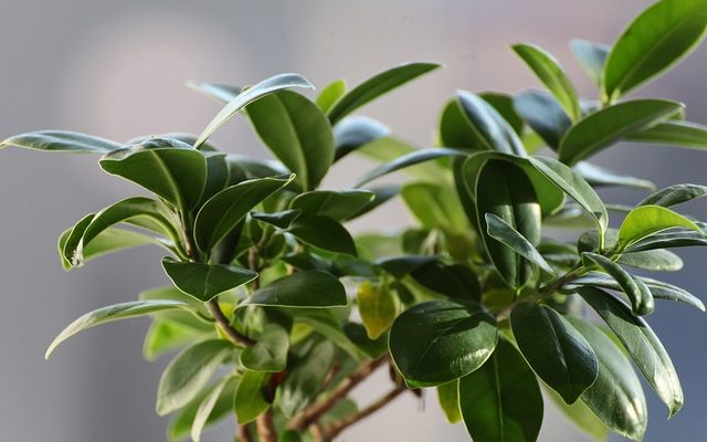 Comment prendre soin des arbres Ficus variés