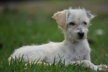 Comment prendre soin d'un chiot Yorkshire Terrier Puppy