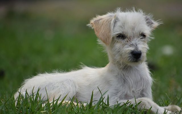 Comment prendre soin d'un chiot Yorkshire Terrier Puppy