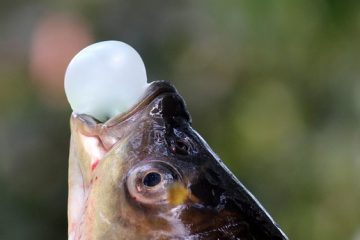 Comment prévenir le gonflement des jets d'eau