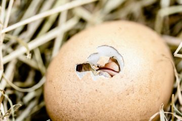 Comment ralentir la cuisson d'un poulet au four