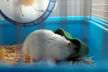 Comment se débarrasser des puces sur les hamsters