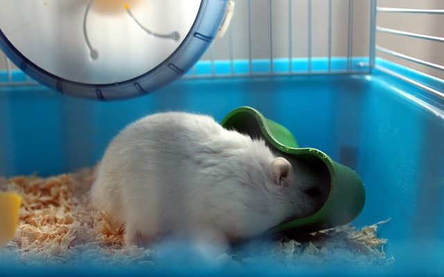 Comment se débarrasser des puces sur les hamsters