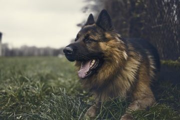 Comment toiletter le visage d'un Schnauzer