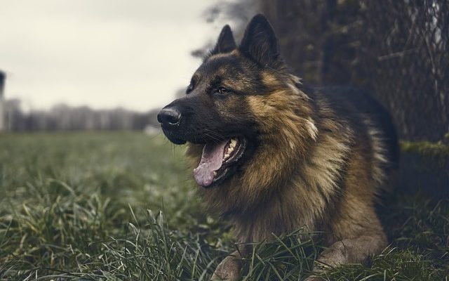 Comment toiletter le visage d'un Schnauzer