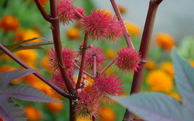 Comment utiliser l'huile de ricin pour traiter la perte de cheveux