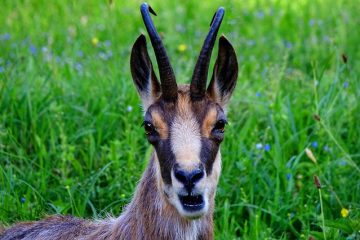 Comment utiliser une peau de chamois en cuir