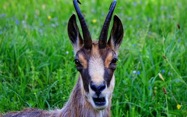 Comment utiliser une peau de chamois en cuir