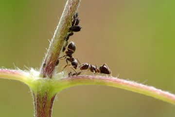 Comment vérifier la présence de poux et de lentes par vous-même.