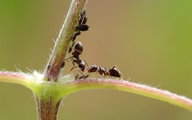 Comment vérifier la présence de poux et de lentes par vous-même.