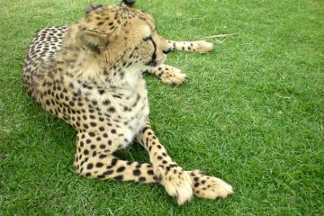 Dans quel type d'environnement vit un guépard ?