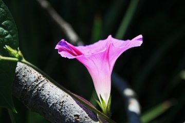 Des fleurs violettes qui ne fleurissent que le matin.