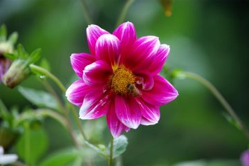 Des plantes qui n'attirent pas les abeilles