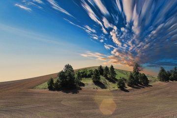 Différence entre la terre végétale et le compost