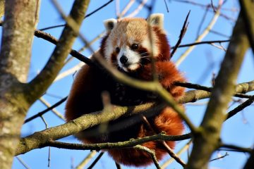 Faits sur les animaux en voie de disparition pour les enfants