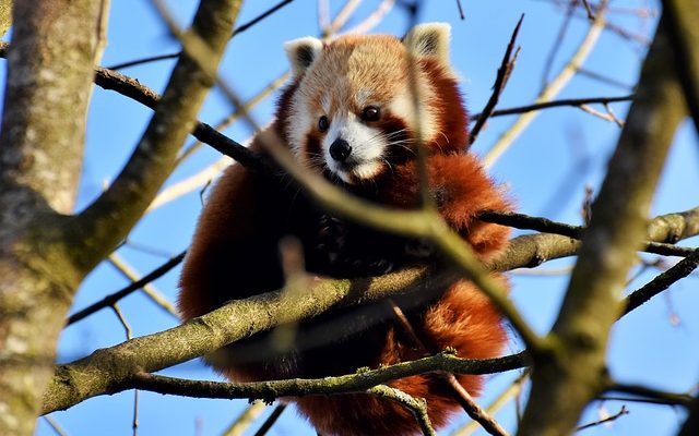 Faits sur les animaux en voie de disparition pour les enfants